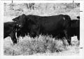 Photograph: H.D. Elenburg Ranch Cattle
