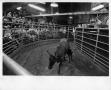 Photograph: [Cattle in auction pen]