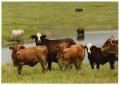 Thumbnail image of item number 1 in: '[Cattle in a pasture]'.