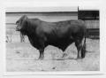 Photograph: [Branded bull in front of a building]