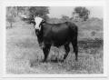 Photograph: [Bull in a pasture]