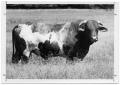 Photograph: [Cow in a pasture]