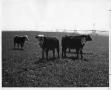 Photograph: [Cattle on an irrigated crop field]