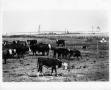 Photograph: [Cattle near an irrigated crop field]