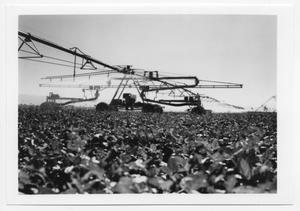 Primary view of object titled '[Irrigation equipment inf a field]'.