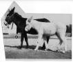 Photograph: [Albino colt and adult jack]