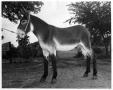 Primary view of [Four-year-old Cimarron Jack]