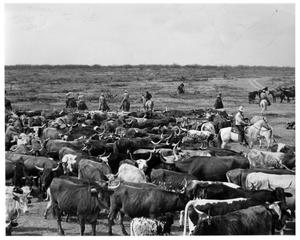 [Field of Longhorn Cattle]