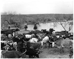 [Field of Longhorn Cattle]