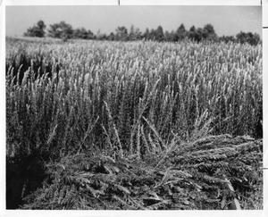 [Photograph of a Sericea Lespedeza Plant Field]