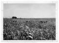 Photograph: [Cattle in a field]