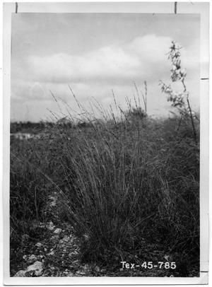 Primary view of object titled '[Photograph of a Field of Texas Cupgrass]'.