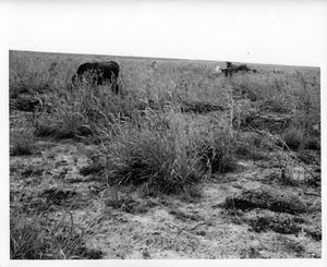 Primary view of object titled '[Cattle in a field]'.