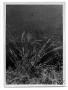 Photograph: [Photograph of Vine Mesquite Grass]