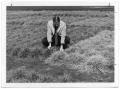 Photograph: [Photograph of a Man Examining Fescue and Harding Grasses]