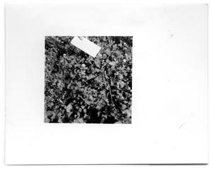 Primary view of object titled '[Photograph of Ryegrass]'.