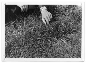 Primary view of object titled '[Photograph of a Man Examining Winter Grass]'.