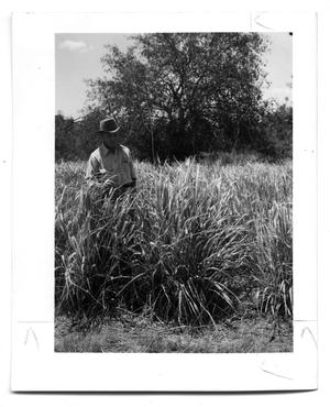 Primary view of [Photograph of a Man in Guincagrass]