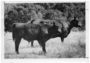 Primary view of object titled 'Angus Calves'.