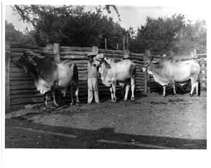 Farmhand with Three Cows
