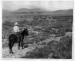 Photograph: Rancher Watching Over Cattle