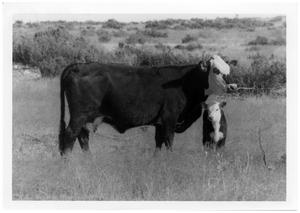 Steer and Calf