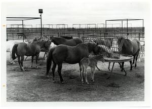 Quarter Horse Mares with Colts