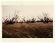 Photograph: [Photograph of Snakeweed Field]