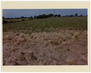 [Photograph of Smutgrass in a Pasture]