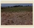 Photograph: [Photograph of Smutgrass in a Pasture]