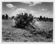 Photograph: [Photograph of Tree Being Uprooted]