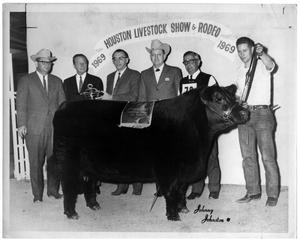 Champion Angus Female - Houston Livestock Show and Rodeo