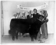 Photograph: Champion Angus Bull - Fort Worth Fat Stock Show, Open Show