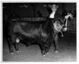 Photograph: Angus Bull at a Livestock Show
