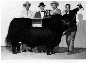 Primary view of object titled 'Champion Angus Bull - Houston Fat Stock Show'.