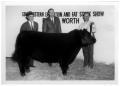 Photograph: Champion Angus Steer - Southwestern Exhibition and Fat Stock Show