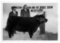 Photograph: Champion Angus Steer - Southwestern Exhibition and Fat Stock Show