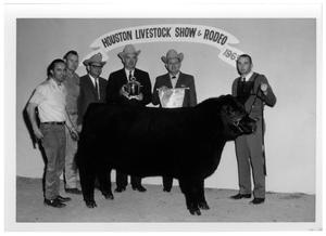 Primary view of object titled 'Award Winning Angus Steer - Houston Livestock Show and Rodeo'.