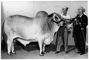Grand Champion Brahman Bull - Houston Livestock Show