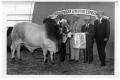 Photograph: Reserve Grand Champion Brahman Bull