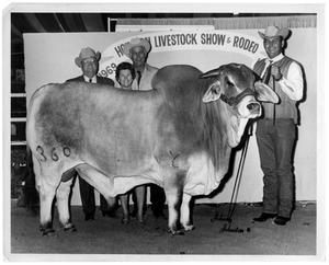 High-Selling Brahman Bull - Houston Livestock Show and Rodeo