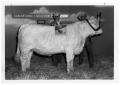 Thumbnail image of item number 1 in: 'Award-Winning Bull at San Antonio Livestock Exposition'.