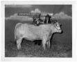 Thumbnail image of item number 1 in: 'Award-Winning Bull at San Antonio Livestock Exposition'.