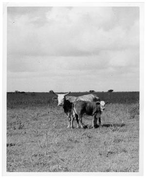 Primary view of object titled 'Crossbred Bull and Cow'.