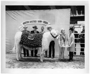 1969 Houston Livestock Show Champion Charolais Cattle