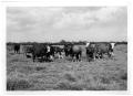 Photograph: Crossbred Cattle Group