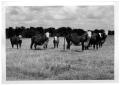 Photograph: Part of a Crossbred Cattle Herd
