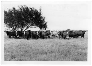 Crossbred Cattle Herd