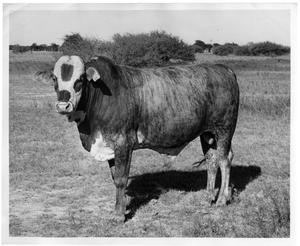 Crossbred Bull