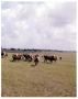 Thumbnail image of item number 1 in: 'Crossbreds on Pasture at Heep Ranch'.